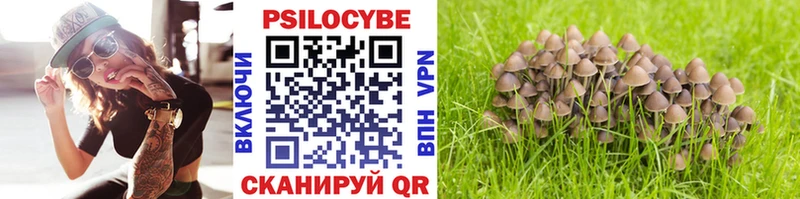 где купить наркоту  Сурск  Псилоцибиновые грибы Psilocybine cubensis 